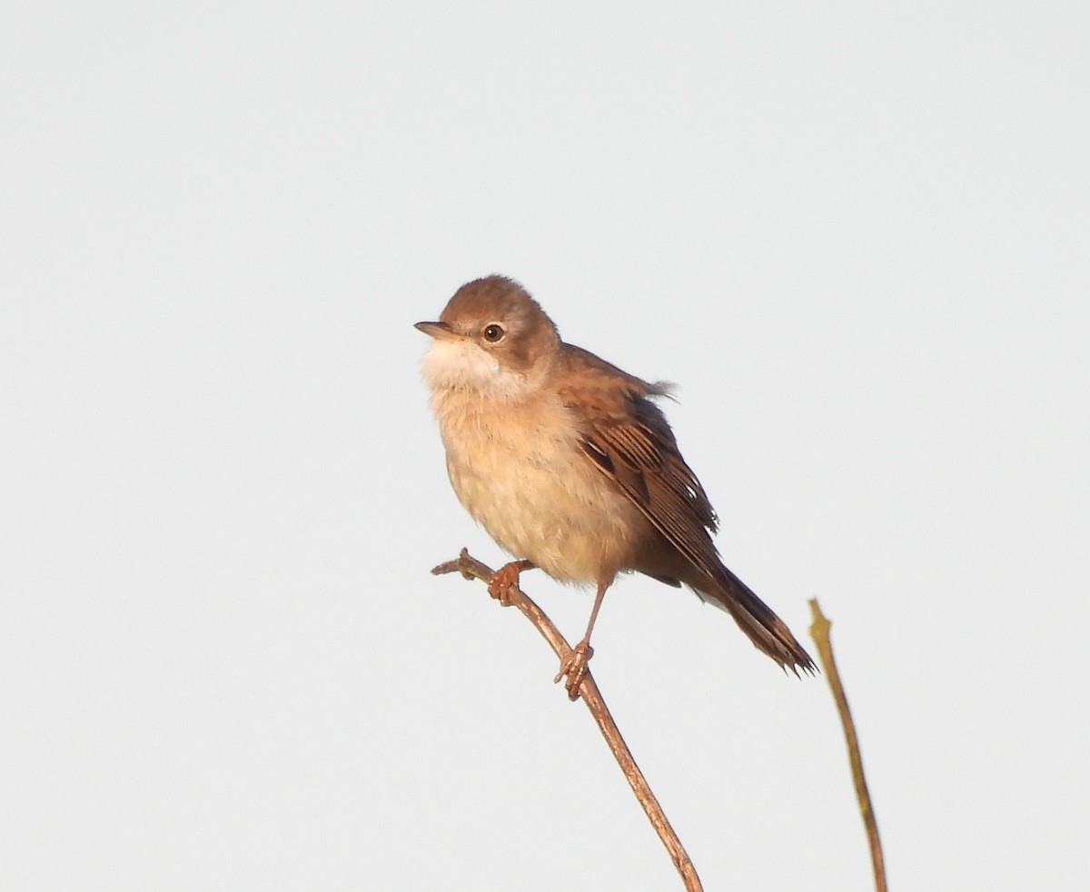 Greater Whitethroat - Gerald Moore