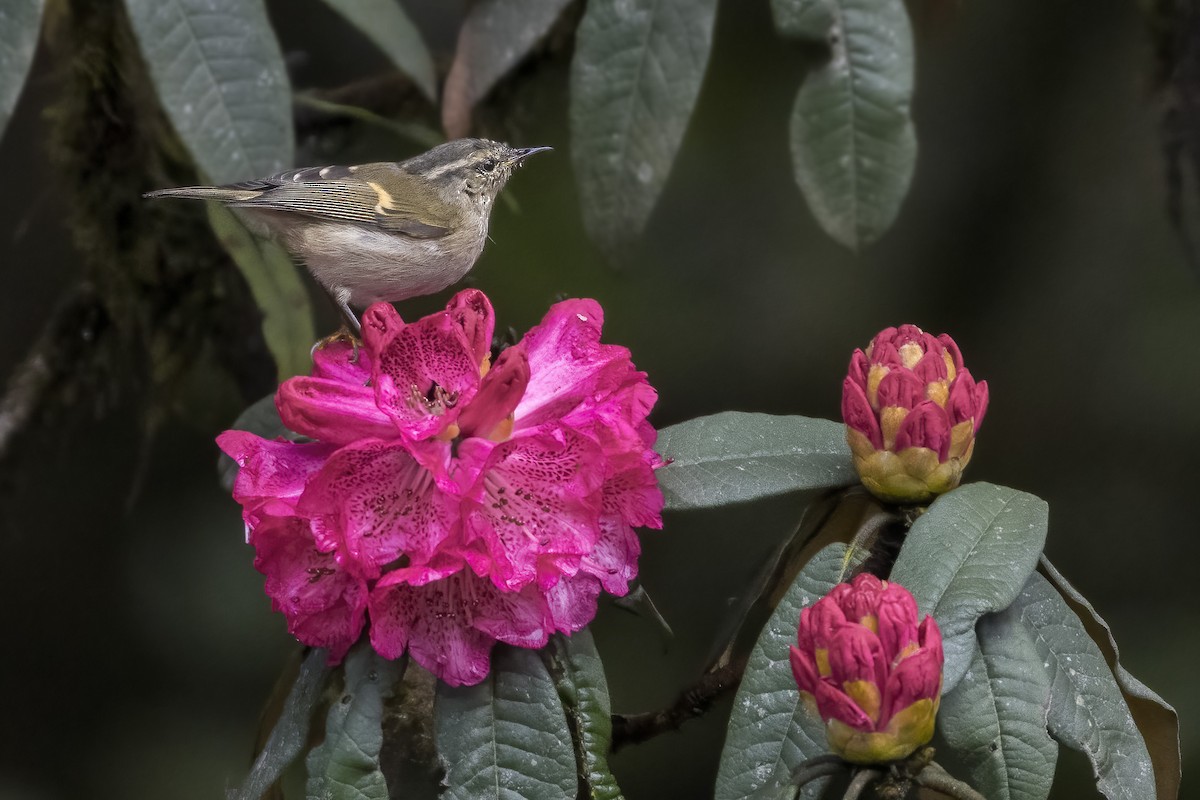 Buff-barred Warbler - ML619613191