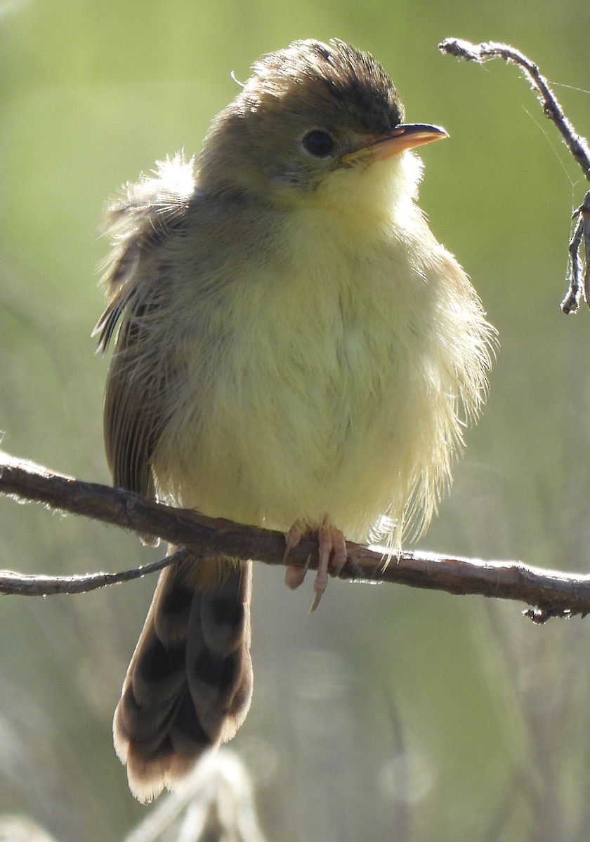 Golden-headed Cisticola - Maylene McLeod