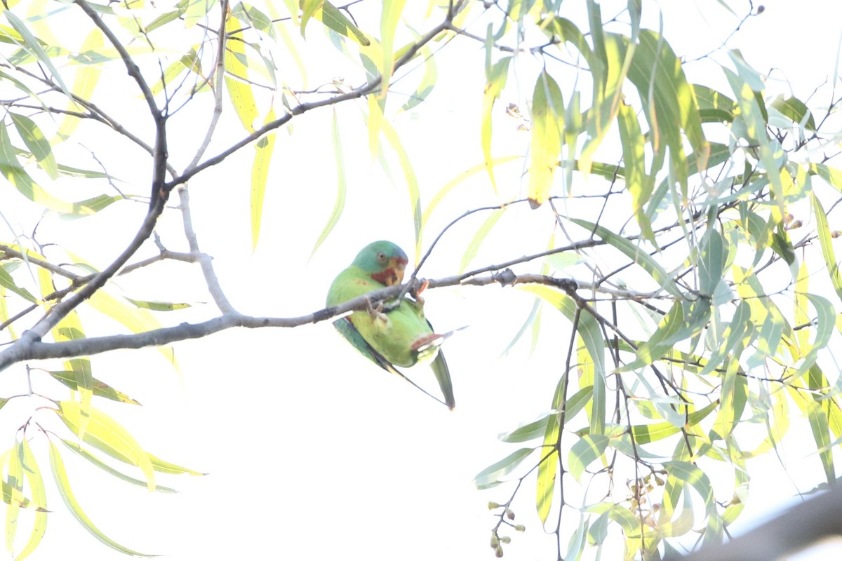 Swift Parrot - Aaron David