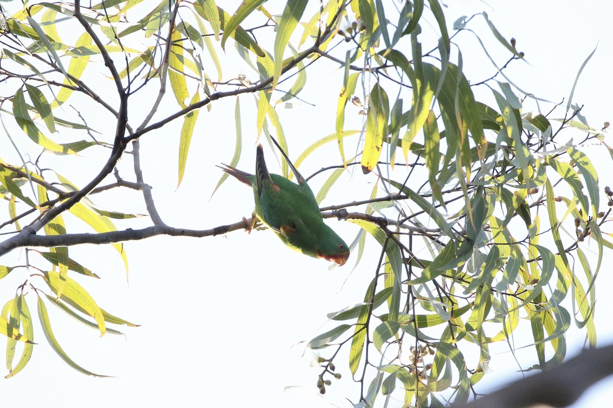 Swift Parrot - Aaron David