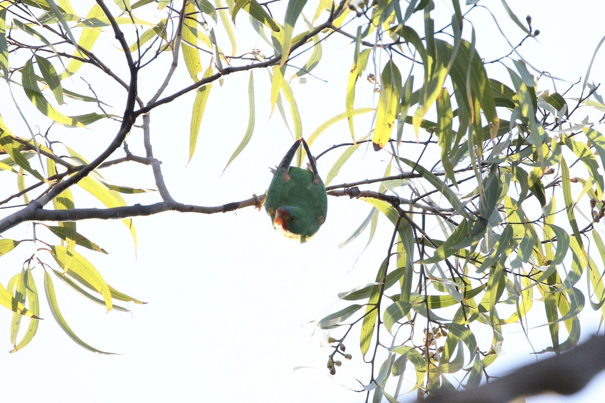 Swift Parrot - Aaron David