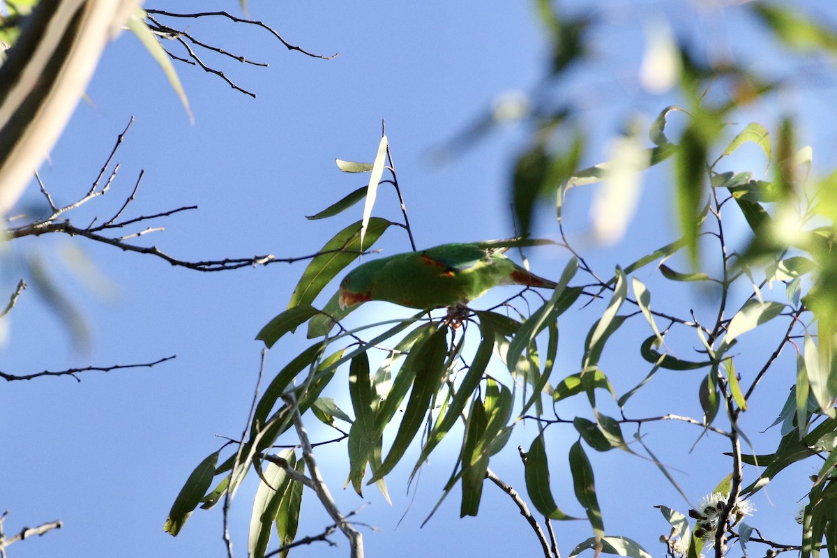 Swift Parrot - Aaron David