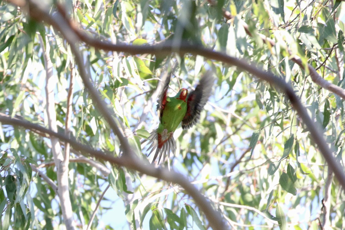 Swift Parrot - Aaron David