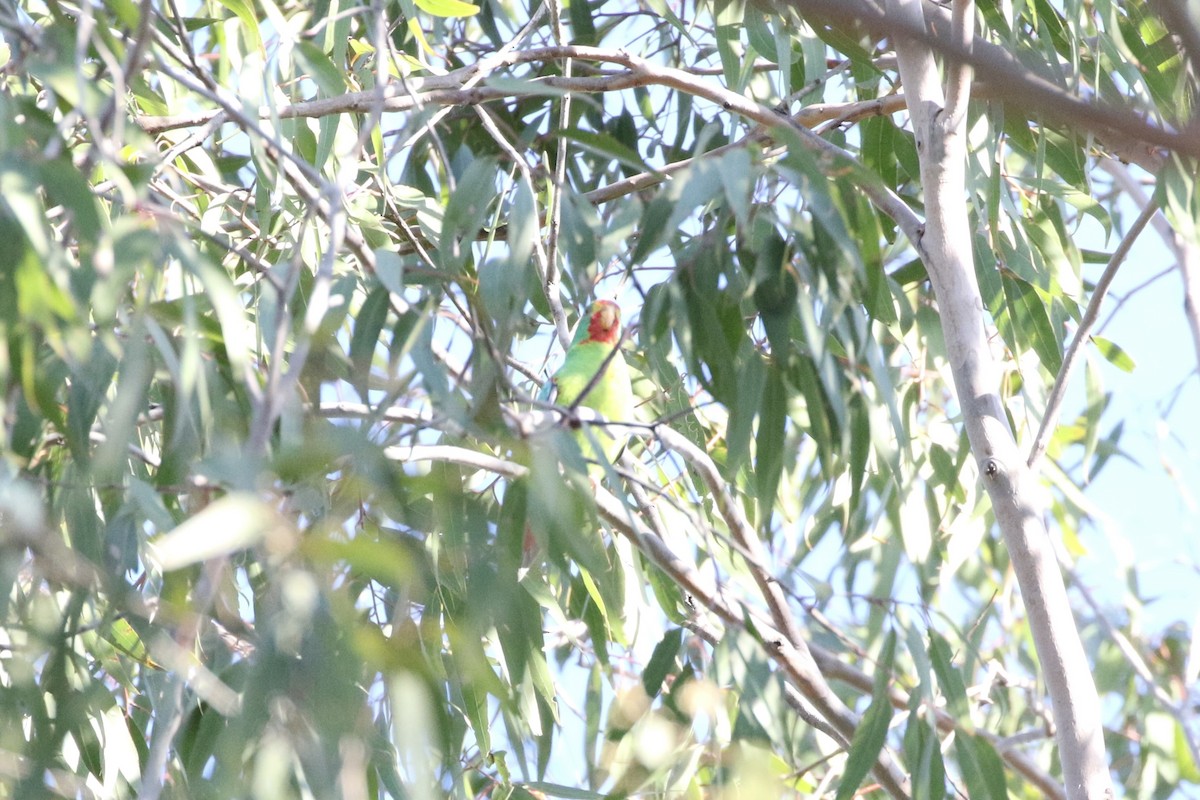 Swift Parrot - Aaron David