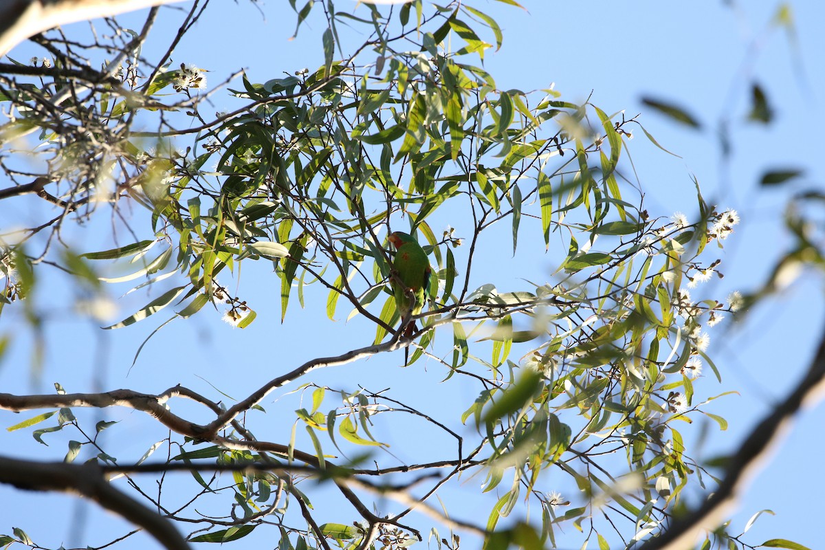 Swift Parrot - Aaron David