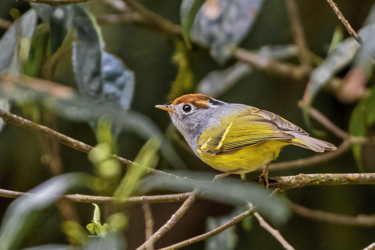 Chestnut-crowned Warbler - Amit Dutta