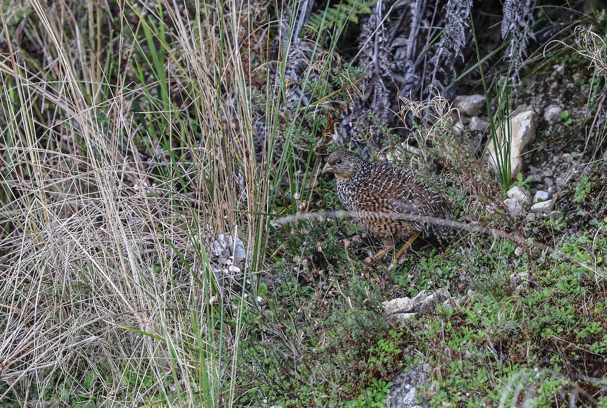 Snow Mountain Quail - ML619613212