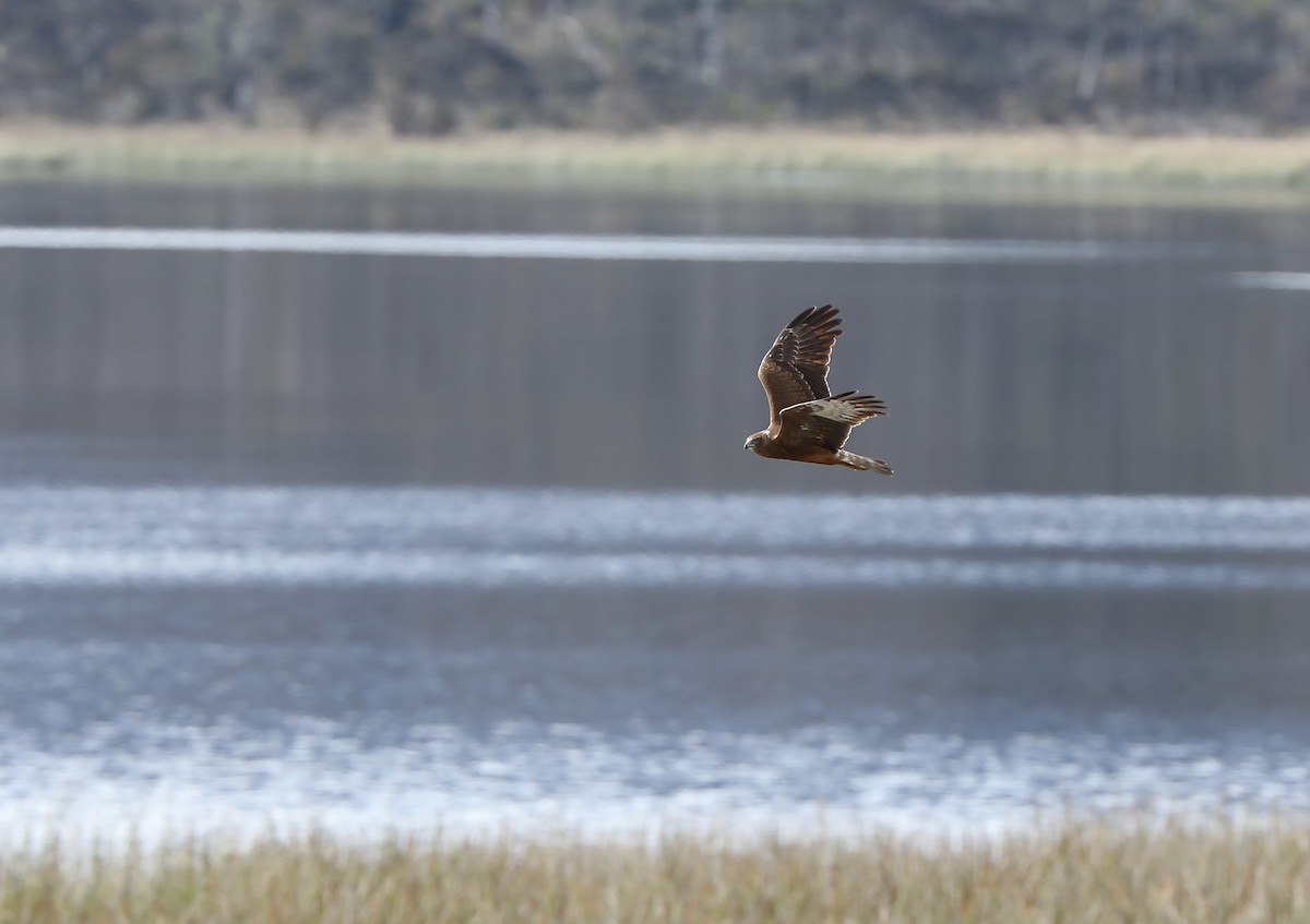 Papuan Harrier - ML619613218