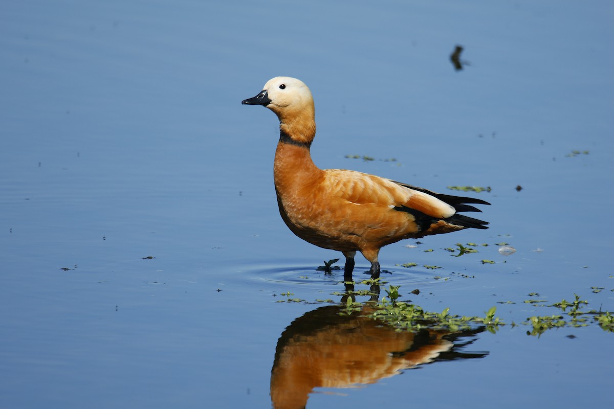 Ruddy Shelduck - Thomas Jungbauer