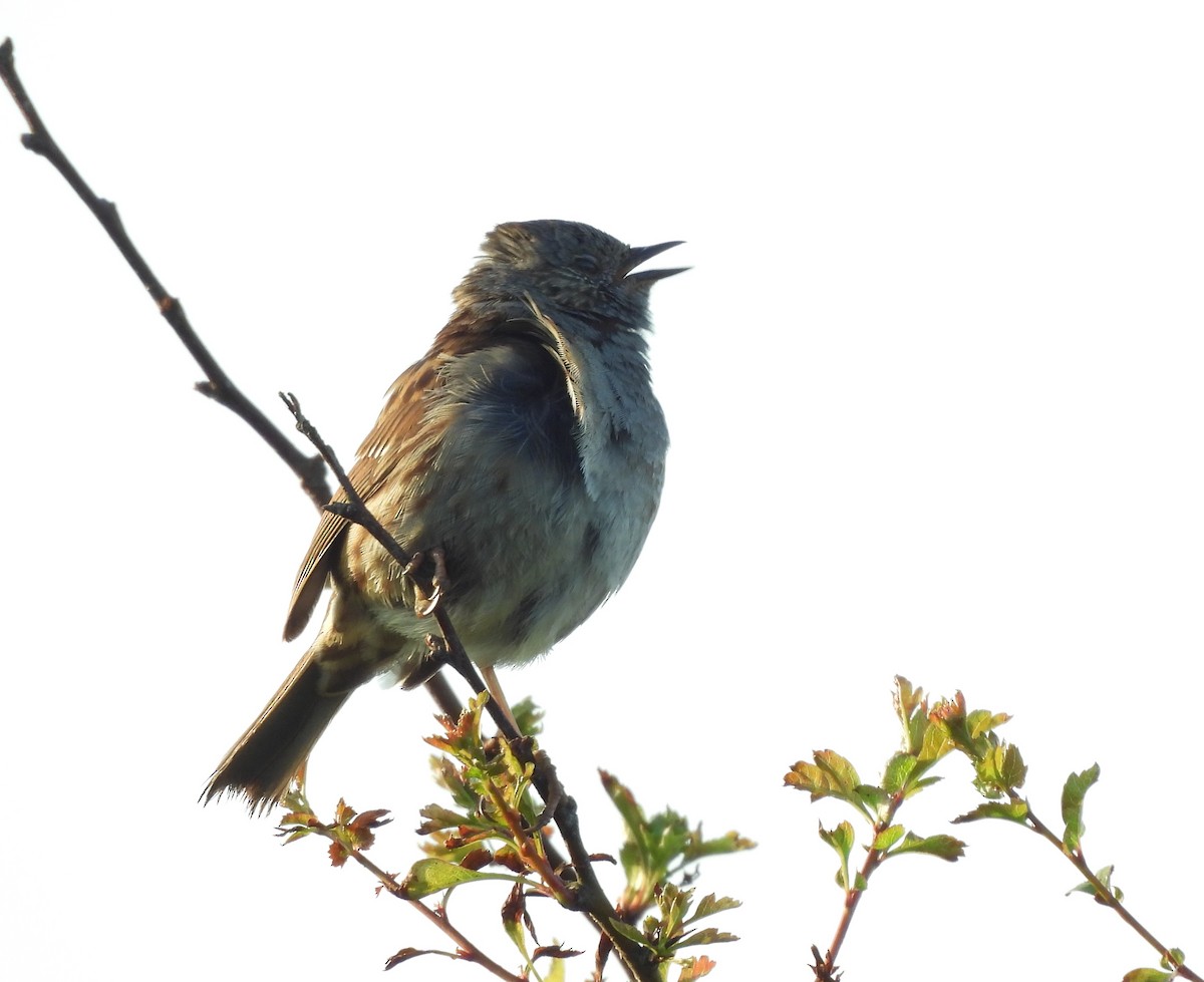 Dunnock - Gerald Moore