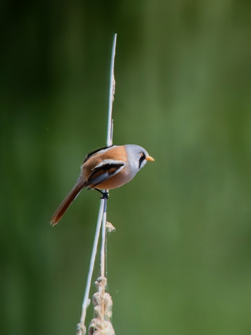 Bearded Reedling - Jose Adrián  Sánchez Romero