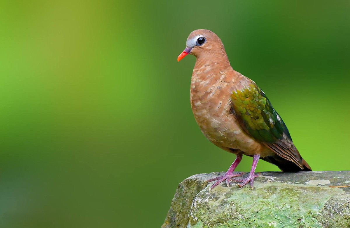 Asian Emerald Dove - Rahul Chakraborty