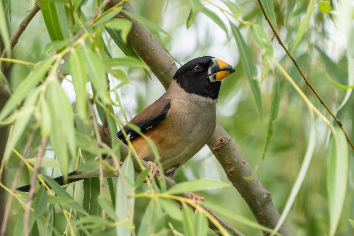 Yellow-billed Grosbeak - Lenny Xu