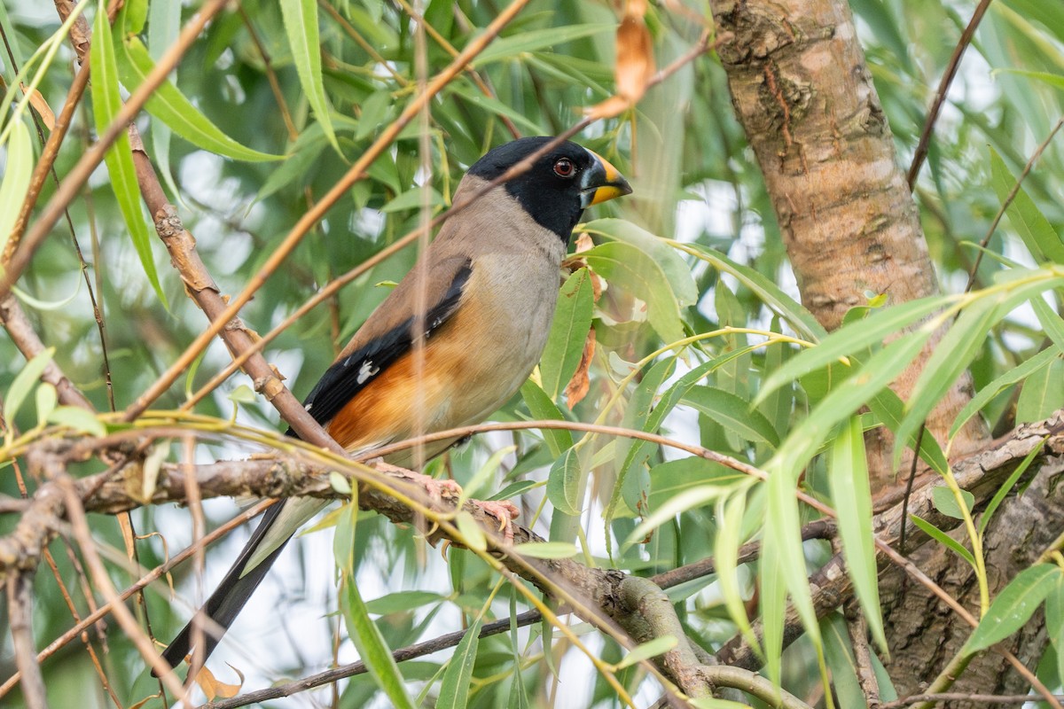 Yellow-billed Grosbeak - Lenny Xu