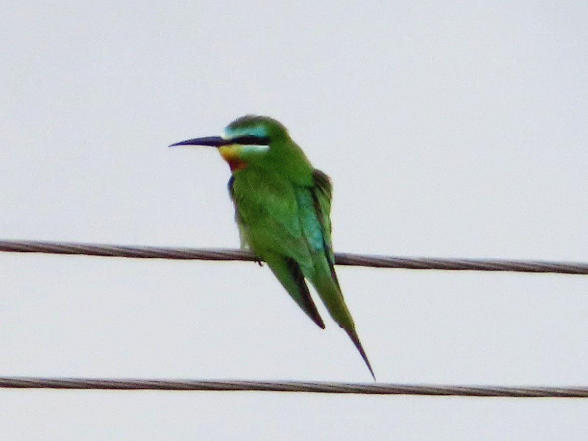 Blue-cheeked Bee-eater - Kseniia Marianna Prondzynska
