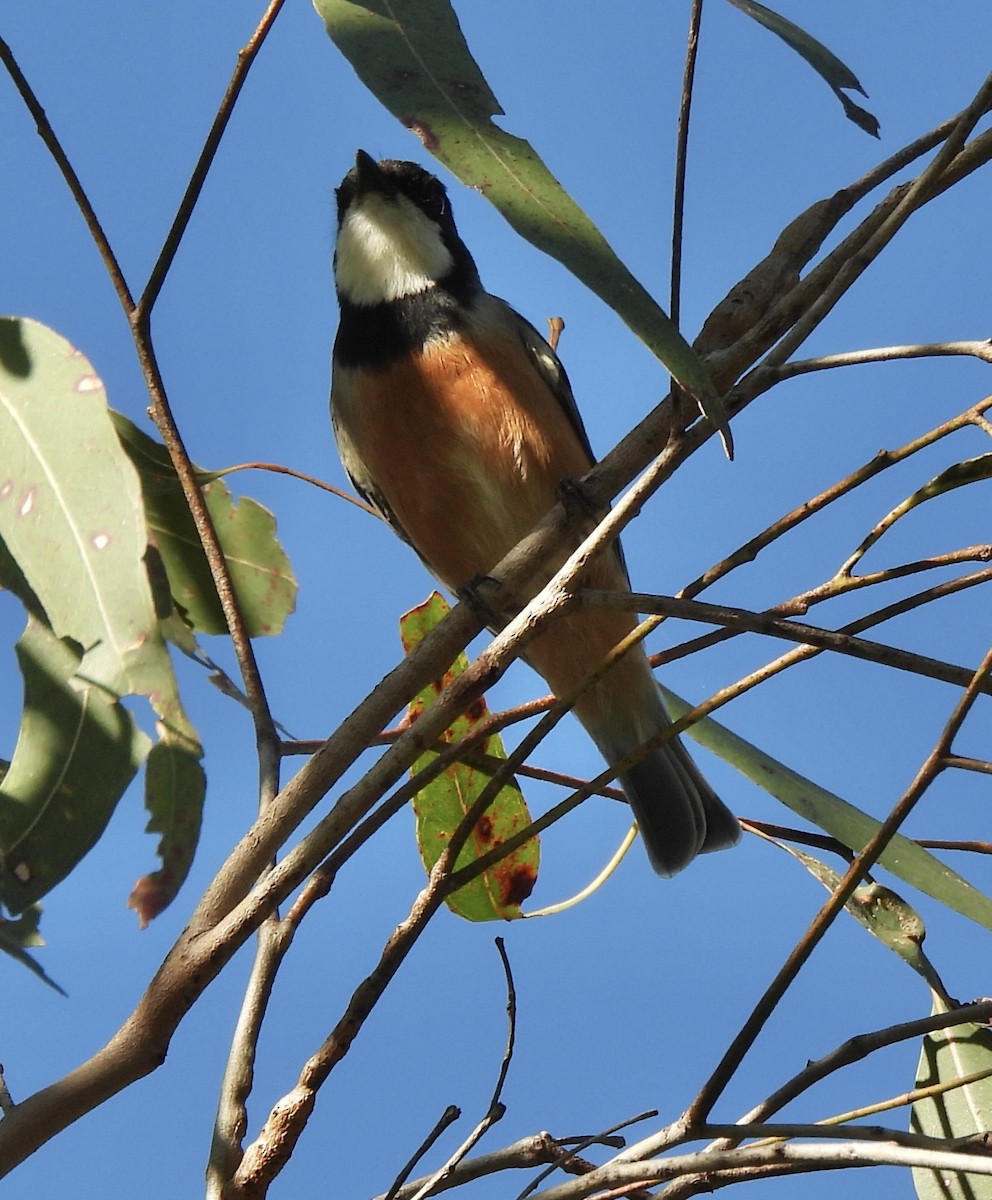 Rufous Whistler - Maylene McLeod