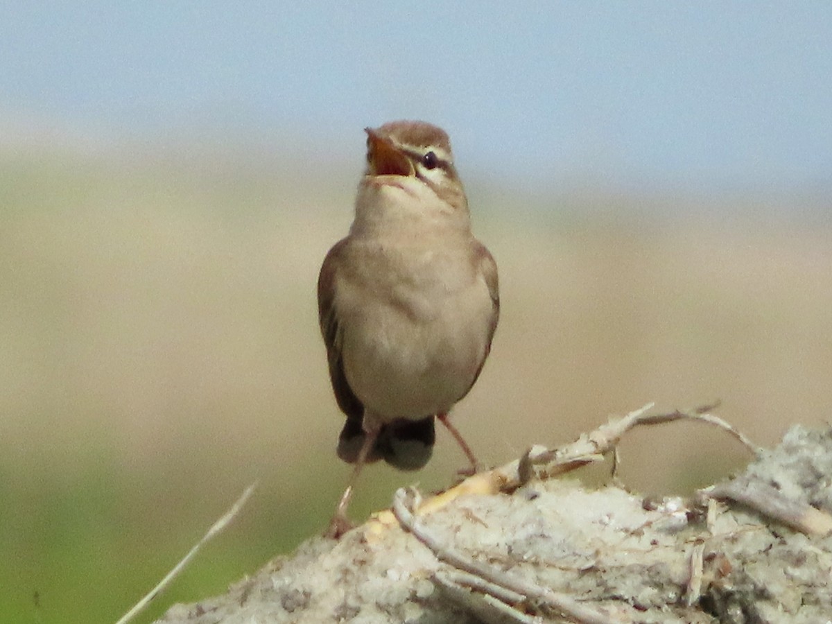 Rufous-tailed Scrub-Robin - Kseniia Marianna Prondzynska