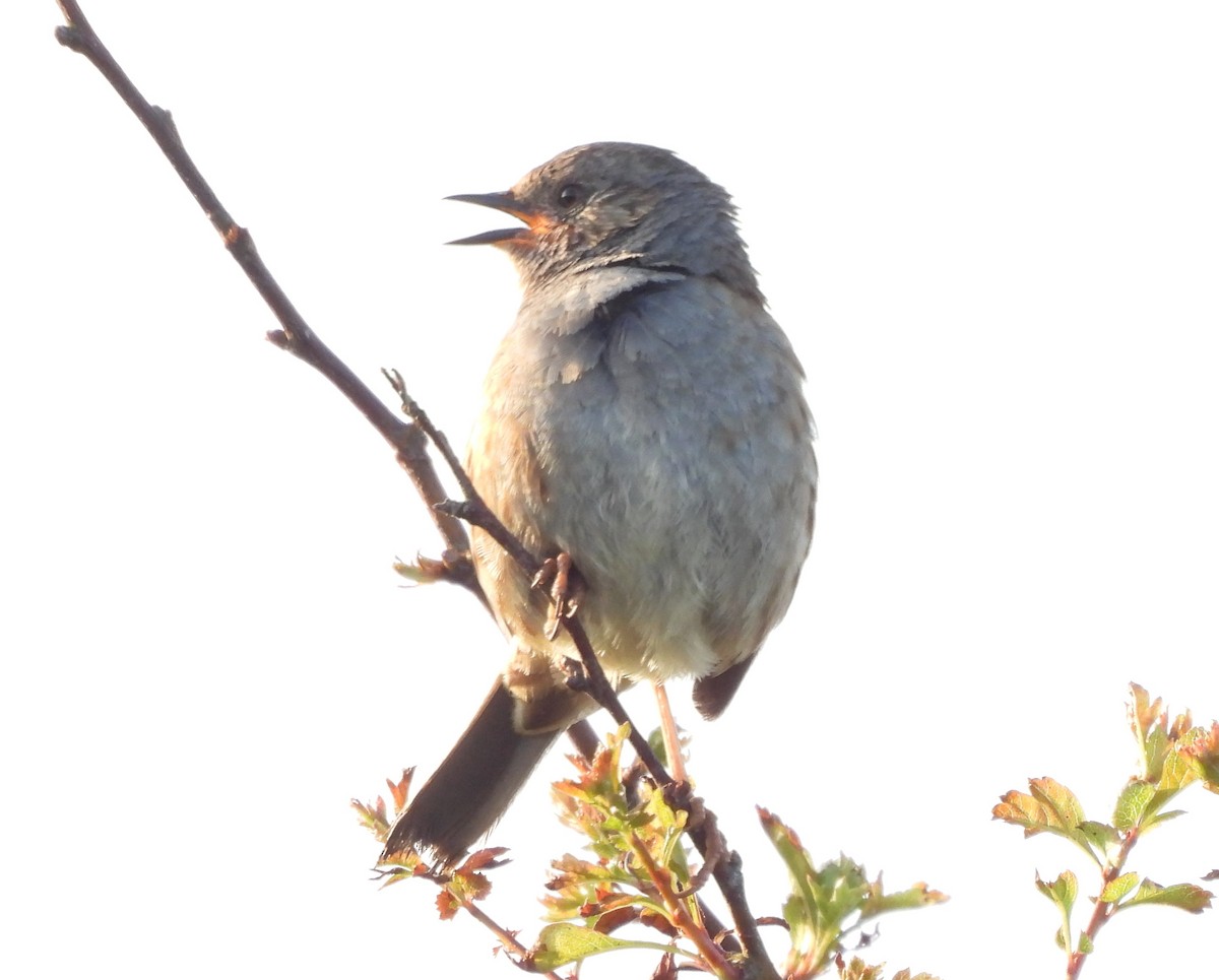 Dunnock - Gerald Moore