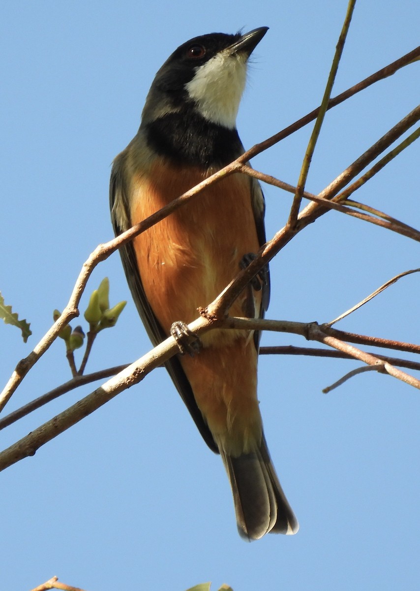 Rufous Whistler - Maylene McLeod