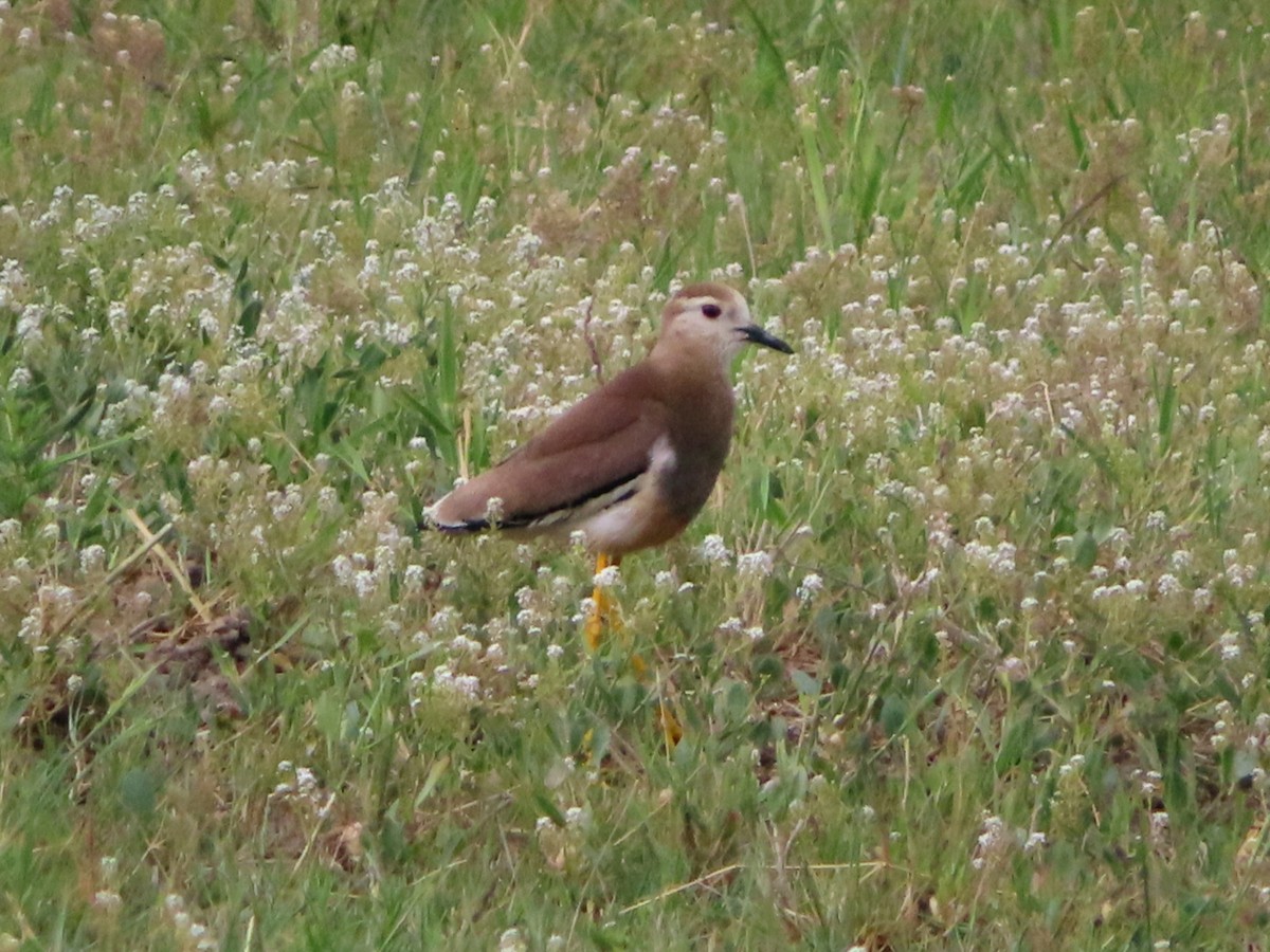 White-tailed Lapwing - Kseniia Marianna Prondzynska