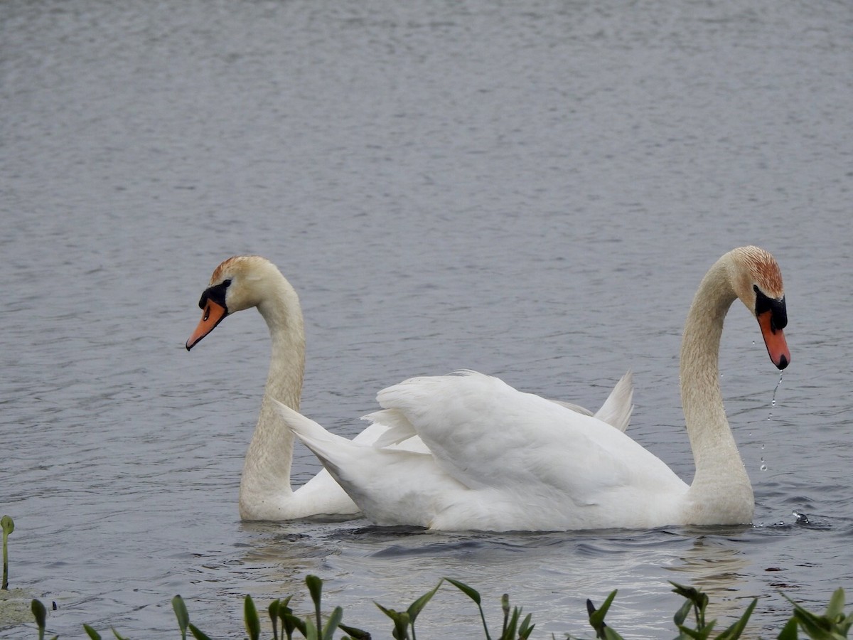 Mute Swan - Anita Hooker