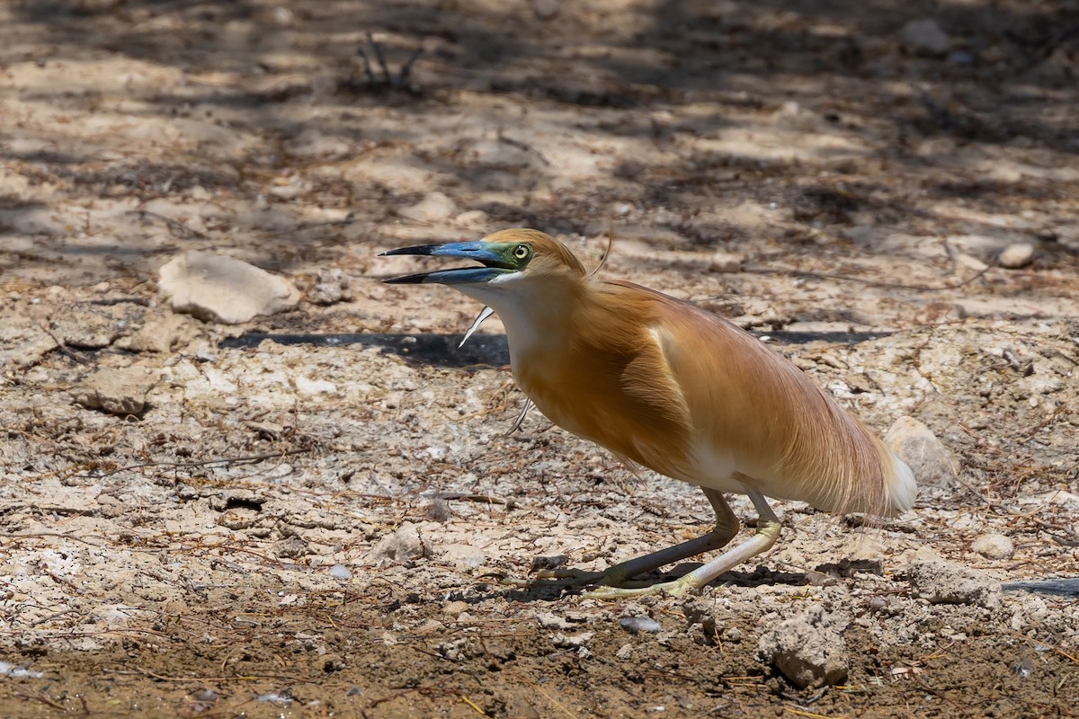 Squacco Heron - Nikos Mavris