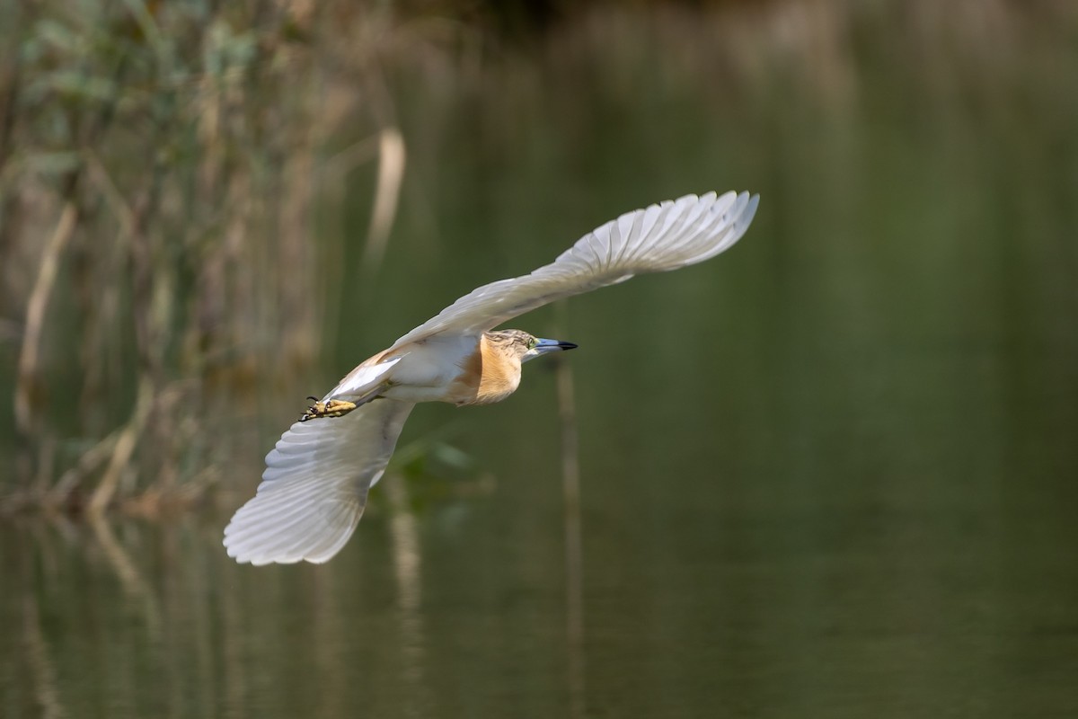 Squacco Heron - Nikos Mavris