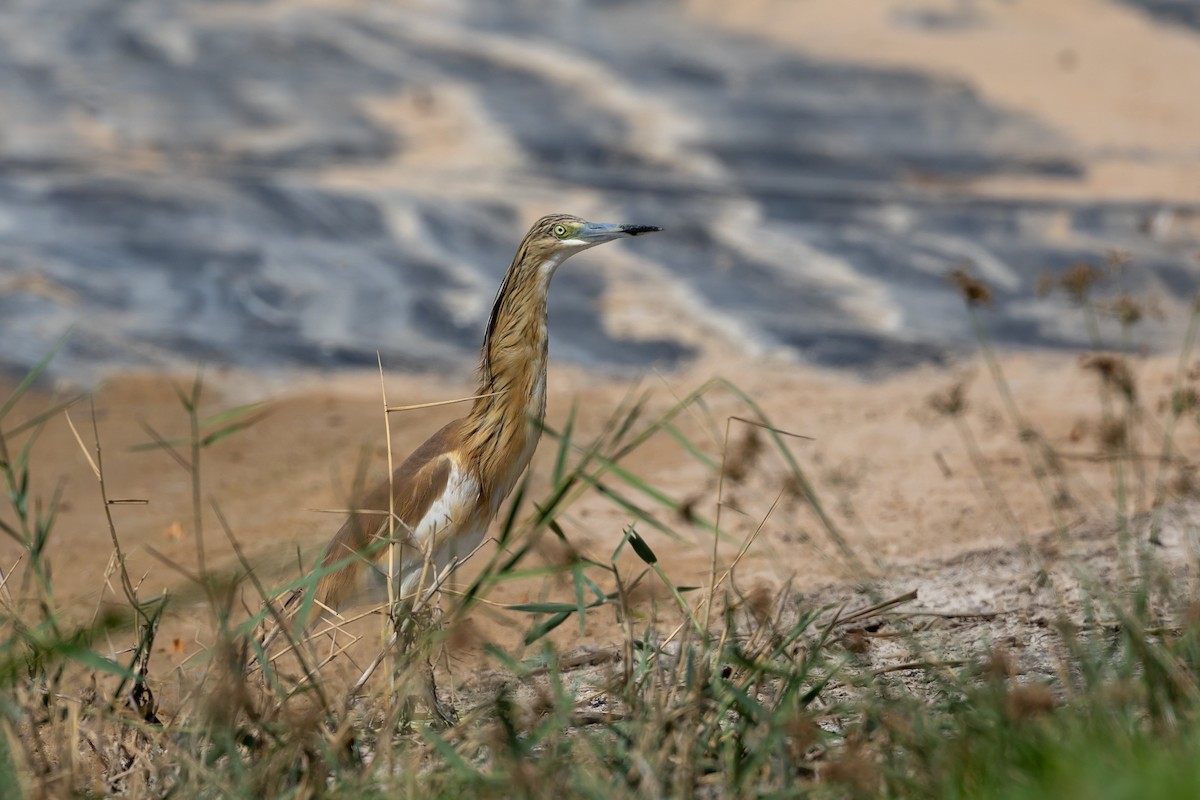 Squacco Heron - Nikos Mavris