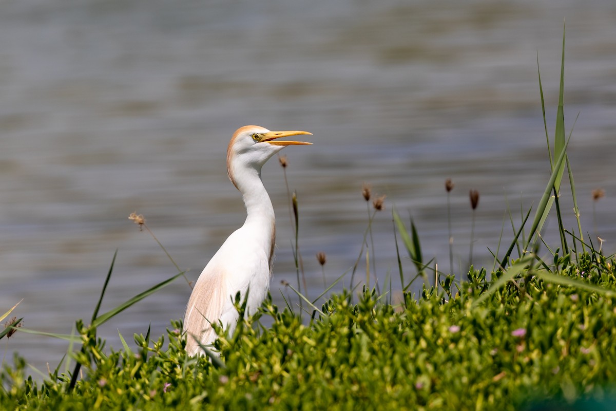 Western Cattle Egret - Nikos Mavris