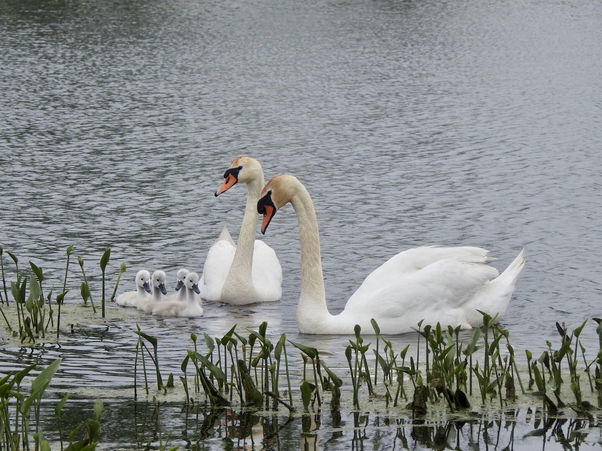 Mute Swan - Anita Hooker