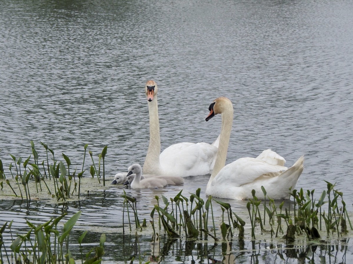 Mute Swan - Anita Hooker