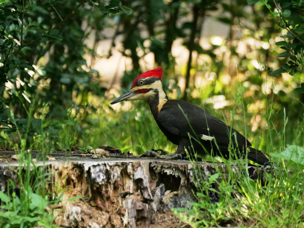 Pileated Woodpecker - Pat and Tony Nastase