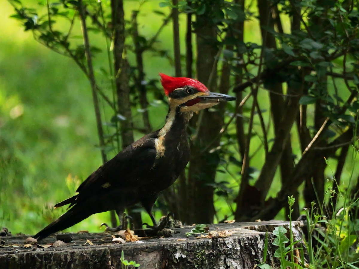 Pileated Woodpecker - Pat and Tony Nastase
