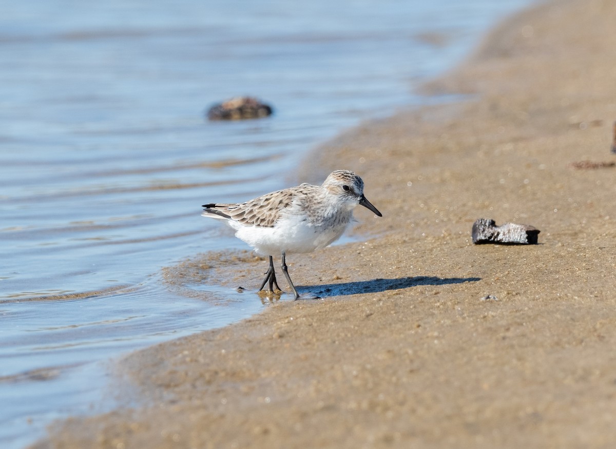 Semipalmated Sandpiper - ML619613291