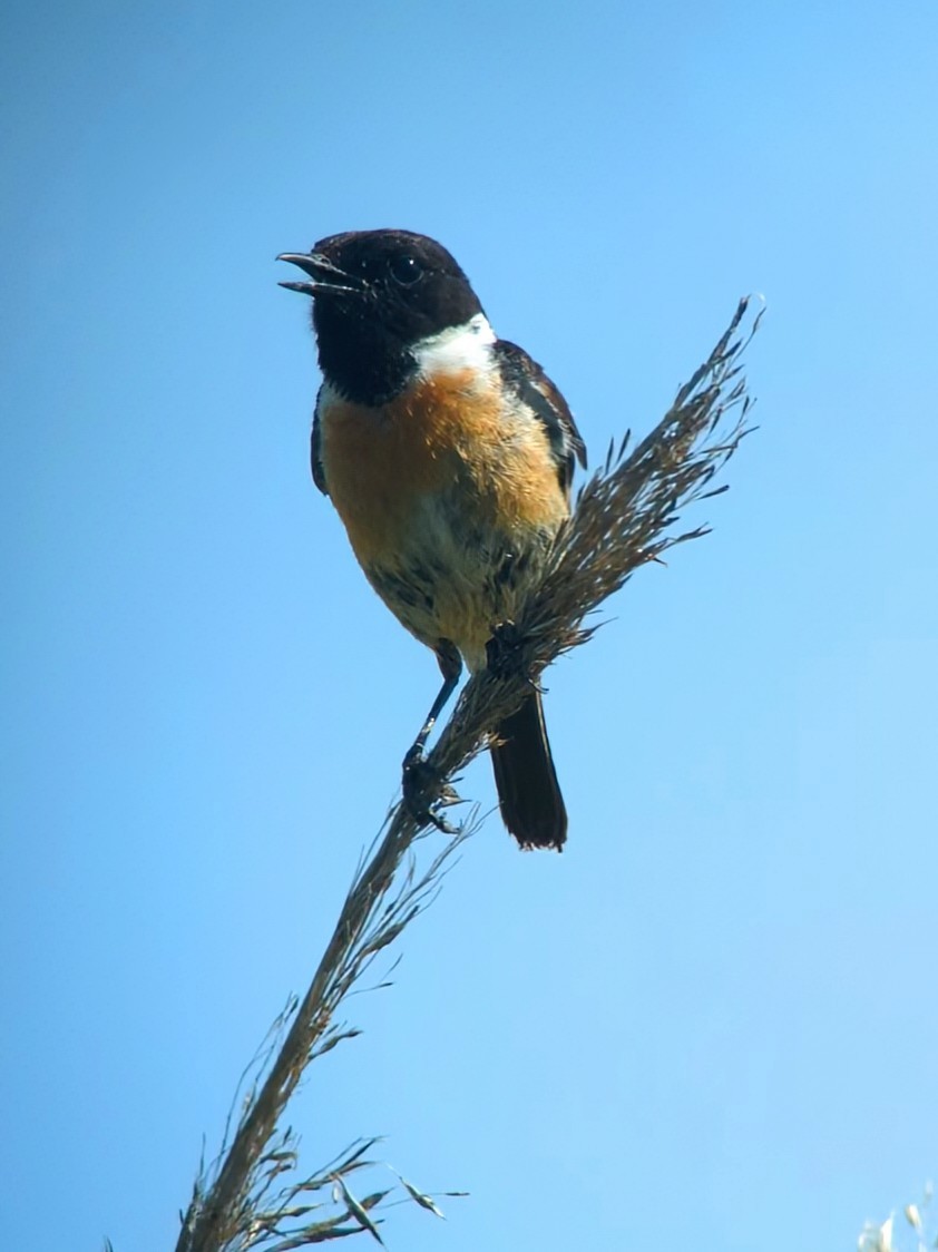 European Stonechat - Jose Adrián  Sánchez Romero