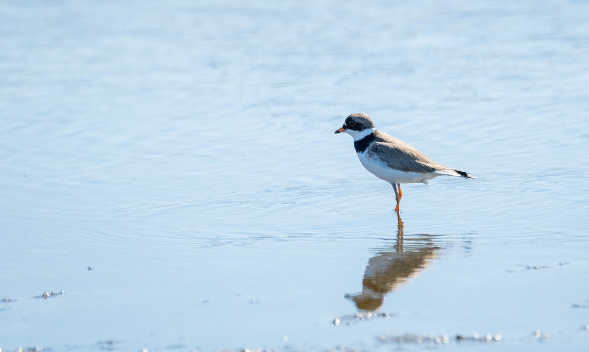 Semipalmated Plover - ML619613295