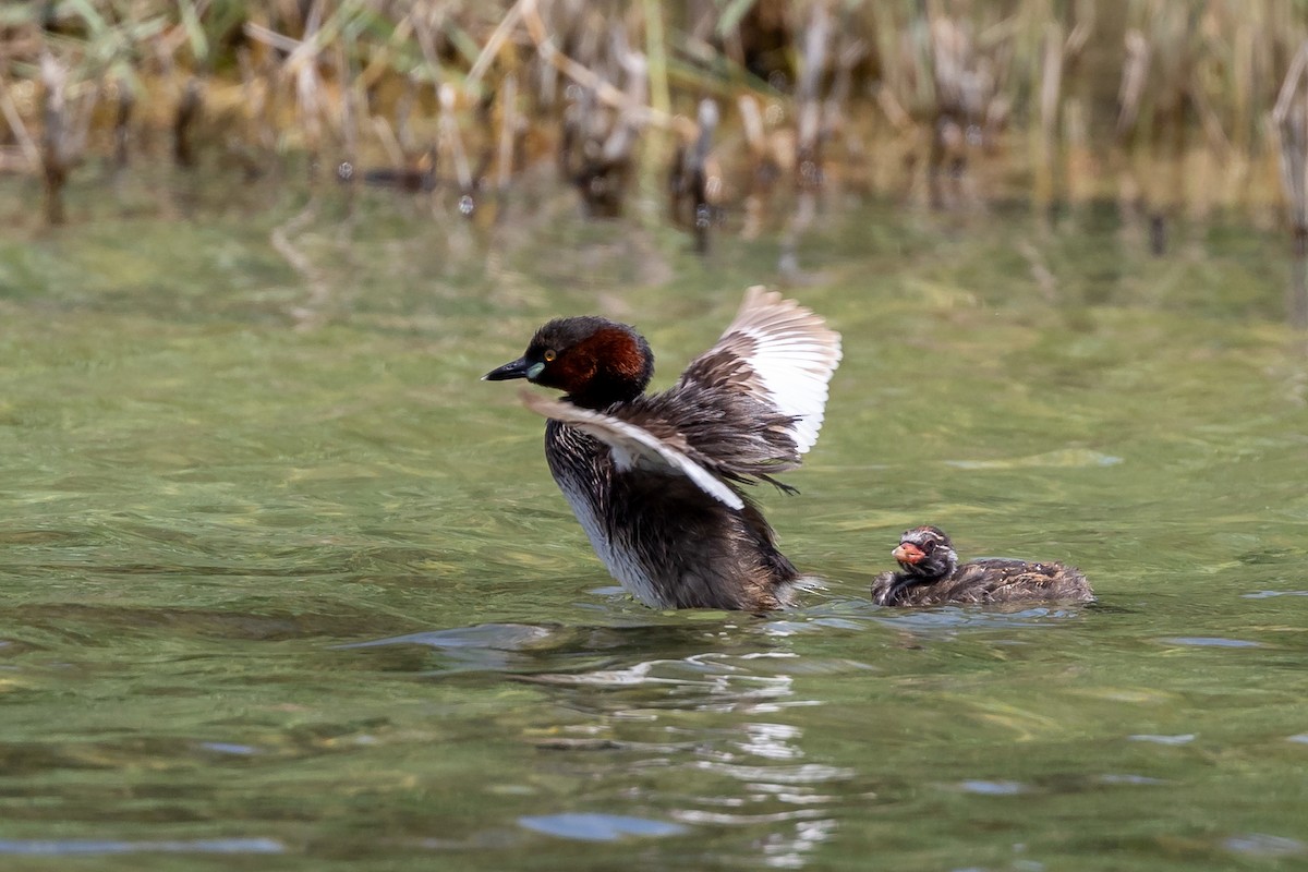 Little Grebe - Nikos Mavris