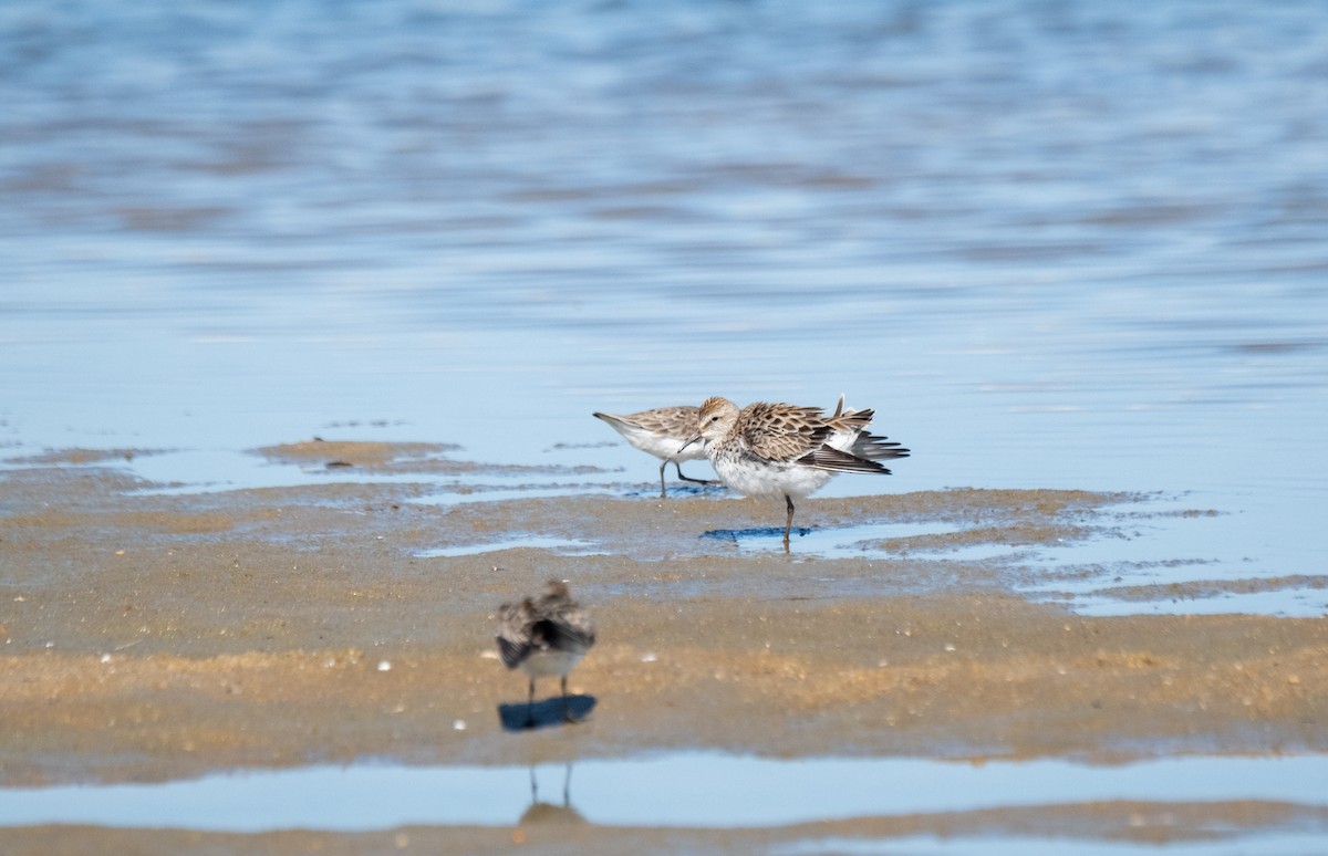 Weißbürzel-Strandläufer - ML619613300