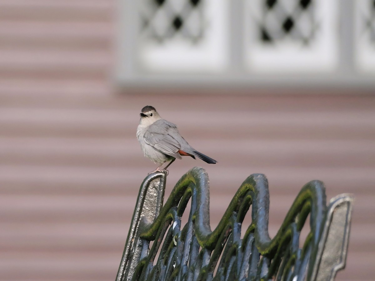 Gray Catbird - Pat and Tony Nastase