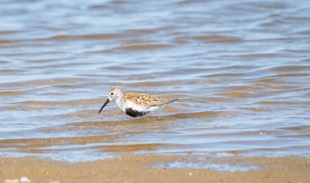 Dunlin - Elena Bersani