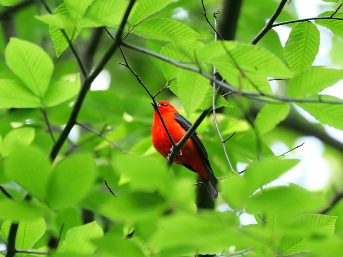 Scarlet Tanager - Pat and Tony Nastase
