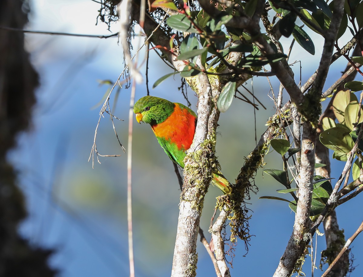 Orange-billed Lorikeet - ML619613310