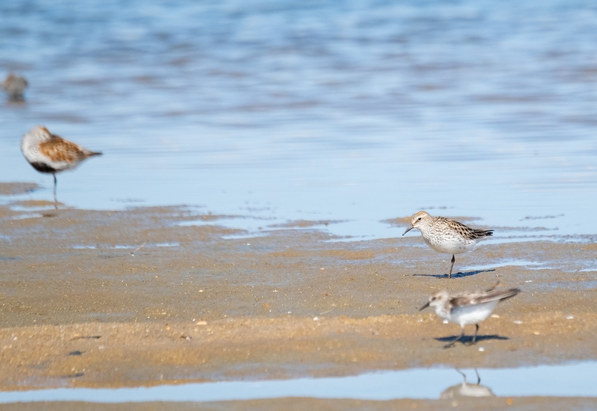 White-rumped Sandpiper - Elena Bersani