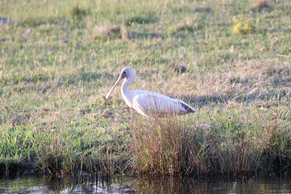 Yellow-billed Spoonbill - ML619613315