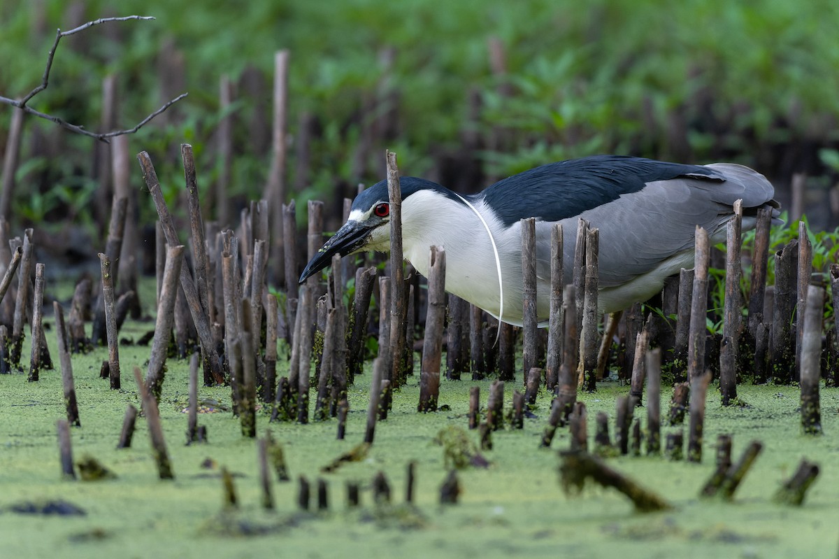 Black-crowned Night Heron - ML619613318