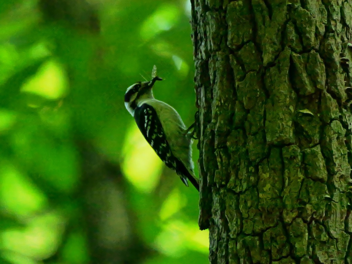 Downy Woodpecker - Pat and Tony Nastase