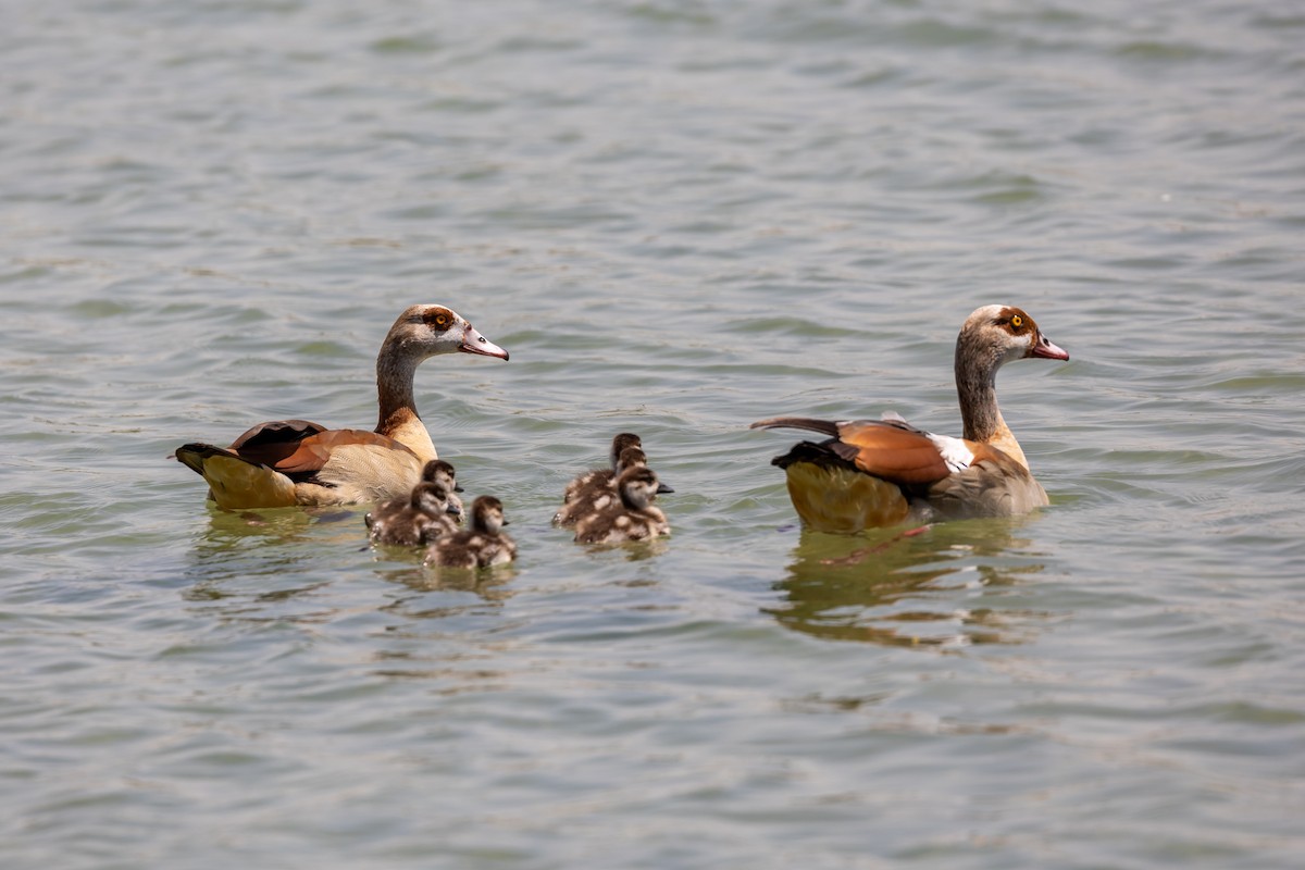 Egyptian Goose - ML619613323