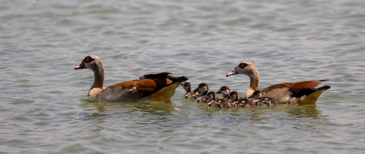 Egyptian Goose - Nikos Mavris