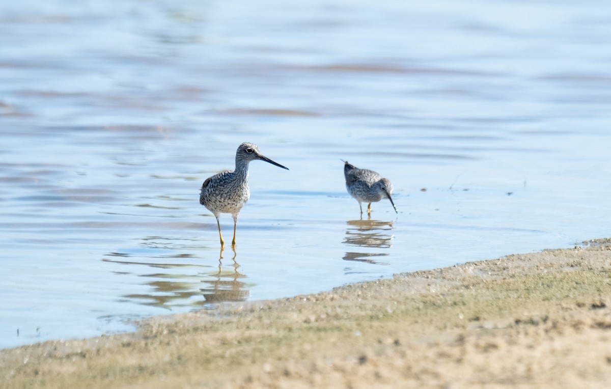 Greater Yellowlegs - Elena Bersani